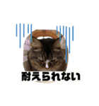 マイキーG3スタンプ 夏（個別スタンプ：18）