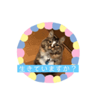 マイキーG3スタンプ 夏（個別スタンプ：26）