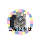 マイキーG3スタンプ 夏（個別スタンプ：28）