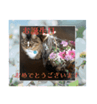 マイキーG3スタンプ 夏（個別スタンプ：32）