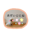 ペキニーズ♪︎♪︎♪︎（個別スタンプ：16）