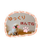 ペキニーズ♪︎♪︎♪︎（個別スタンプ：17）