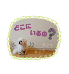 ペキニーズ♪︎♪︎♪︎（個別スタンプ：22）