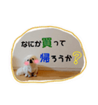 ペキニーズ♪︎♪︎♪︎（個別スタンプ：23）