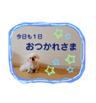 ペキニーズ♪︎♪︎♪︎（個別スタンプ：28）