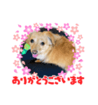 コタ♡スタンプ（個別スタンプ：1）