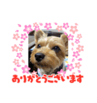 可愛ぃコマルちゃん（個別スタンプ：2）