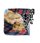 可愛ぃコマルちゃん（個別スタンプ：12）