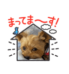 可愛ぃコマルちゃん（個別スタンプ：15）