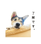 雑種のあいちゃん（四国犬似）（個別スタンプ：1）