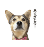 雑種のあいちゃん（四国犬似）（個別スタンプ：2）