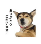雑種のあいちゃん（四国犬似）（個別スタンプ：3）
