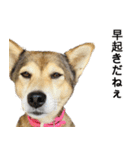 雑種のあいちゃん（四国犬似）（個別スタンプ：5）