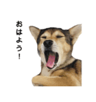 雑種のあいちゃん（四国犬似）（個別スタンプ：6）