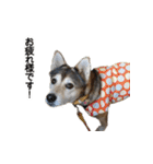 雑種のあいちゃん（四国犬似）（個別スタンプ：7）