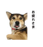 雑種のあいちゃん（四国犬似）（個別スタンプ：8）