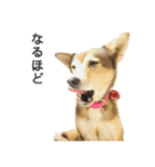 雑種のあいちゃん（四国犬似）（個別スタンプ：9）