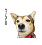 雑種のあいちゃん（四国犬似）（個別スタンプ：10）