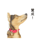雑種のあいちゃん（四国犬似）（個別スタンプ：11）