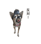 雑種のあいちゃん（四国犬似）（個別スタンプ：12）