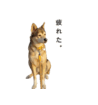 雑種のあいちゃん（四国犬似）（個別スタンプ：13）