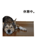 雑種のあいちゃん（四国犬似）（個別スタンプ：14）