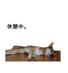 雑種のあいちゃん（四国犬似）（個別スタンプ：15）