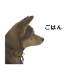 雑種のあいちゃん（四国犬似）（個別スタンプ：16）