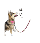 雑種のあいちゃん（四国犬似）（個別スタンプ：17）
