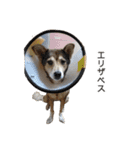 雑種のあいちゃん（四国犬似）（個別スタンプ：18）