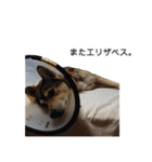 雑種のあいちゃん（四国犬似）（個別スタンプ：19）