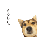 雑種のあいちゃん（四国犬似）（個別スタンプ：20）