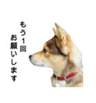 雑種のあいちゃん（四国犬似）（個別スタンプ：21）