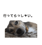 雑種のあいちゃん（四国犬似）（個別スタンプ：22）