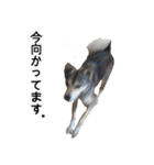 雑種のあいちゃん（四国犬似）（個別スタンプ：23）