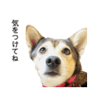 雑種のあいちゃん（四国犬似）（個別スタンプ：24）
