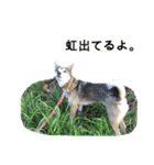 雑種のあいちゃん（四国犬似）（個別スタンプ：25）