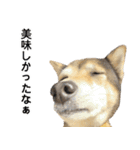雑種のあいちゃん（四国犬似）（個別スタンプ：26）