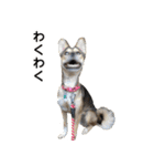 雑種のあいちゃん（四国犬似）（個別スタンプ：27）