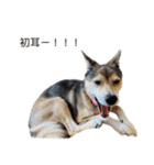 雑種のあいちゃん（四国犬似）（個別スタンプ：28）