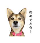 雑種のあいちゃん（四国犬似）（個別スタンプ：30）