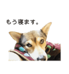 雑種のあいちゃん（四国犬似）（個別スタンプ：31）