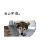 雑種のあいちゃん（四国犬似）（個別スタンプ：32）