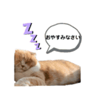 ミラたんスタンプD（個別スタンプ：3）