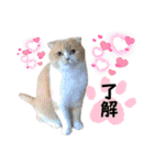 ミラたんスタンプD（個別スタンプ：6）