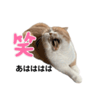 ミラたんスタンプD（個別スタンプ：8）