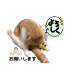 ミラたんスタンプD（個別スタンプ：12）