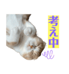 ミラたんスタンプD（個別スタンプ：31）