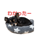 ひろとまんの日々（個別スタンプ：10）