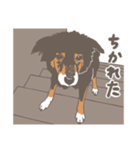 マーヤの保護犬応援スタンプ（個別スタンプ：34）